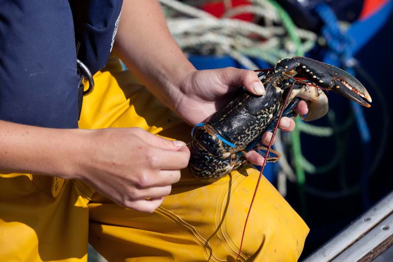 Photo of person holding a lobster to tag it