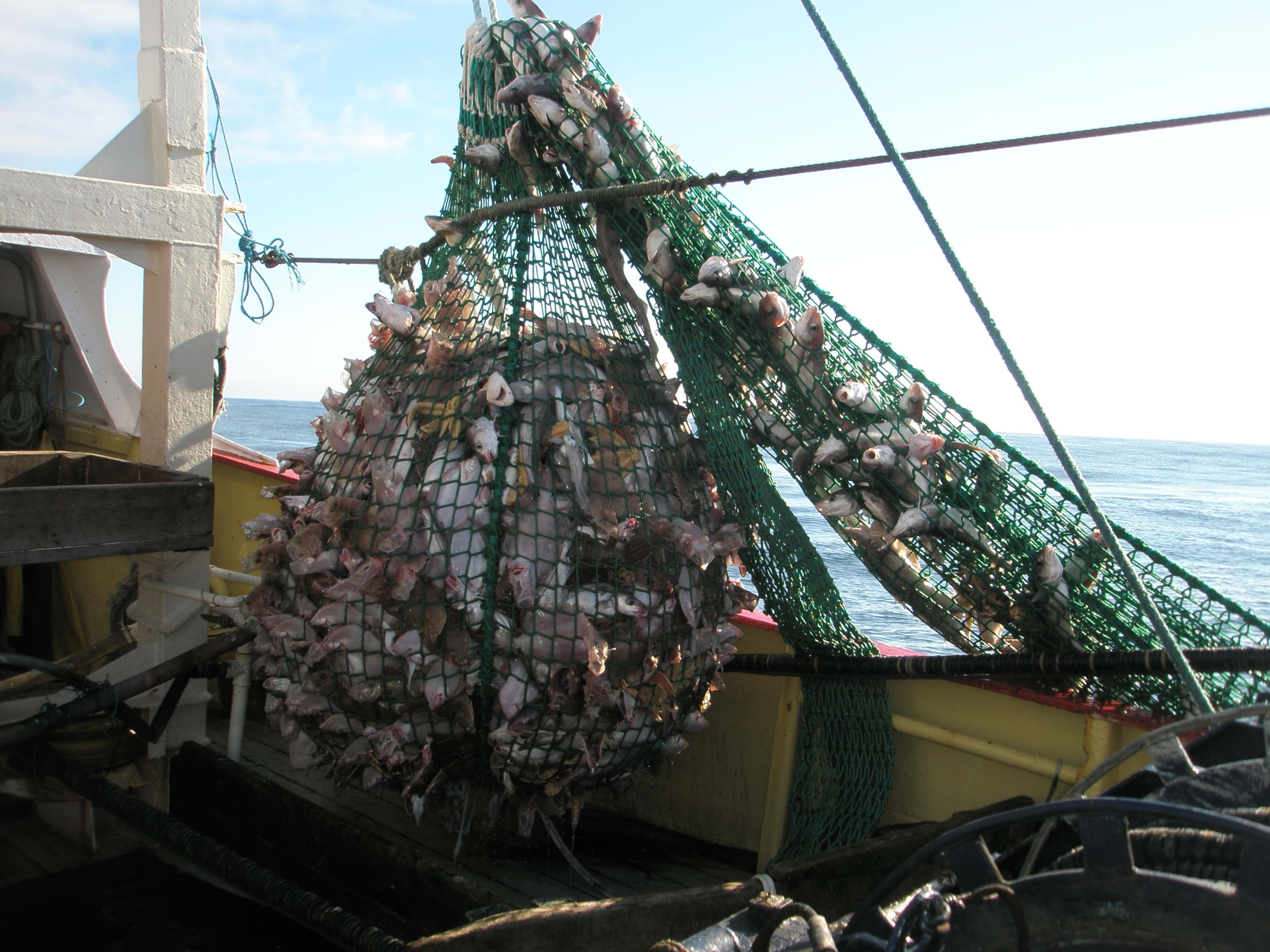 A large four-panel square mesh cod-end fishing net being emptied on board the vessel's deck at sea
