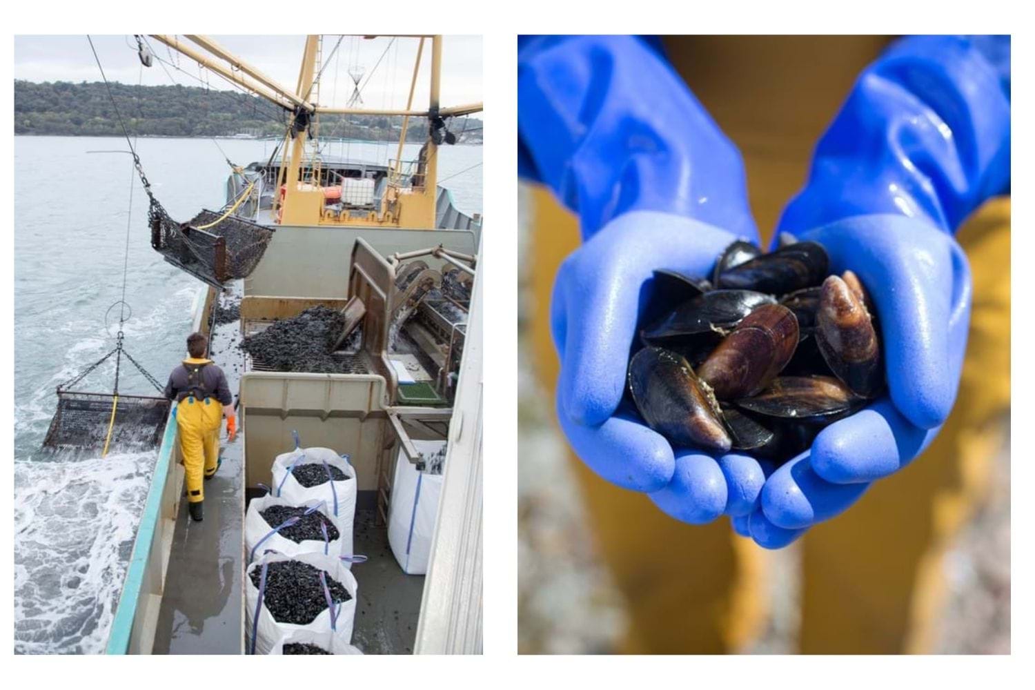 Fishermen working on vessel and a close up of mussels held in gloved hands