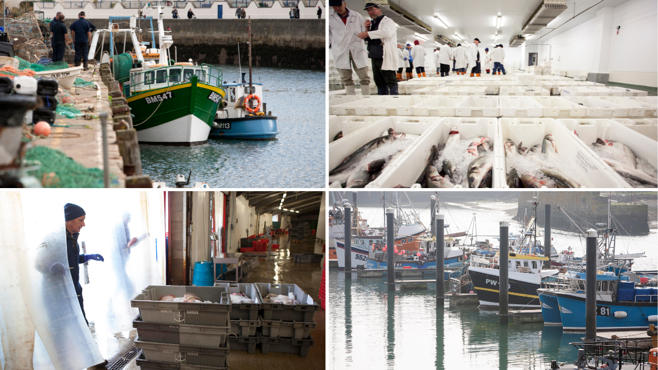 photos of fishing boats in harbours and fish boxes in market