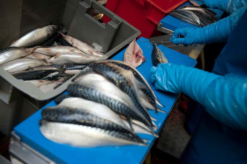 Photo of mackerel being filleted