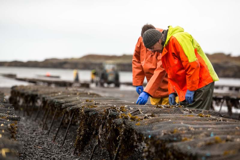 Photo of aquaculture workers looking at shellfish