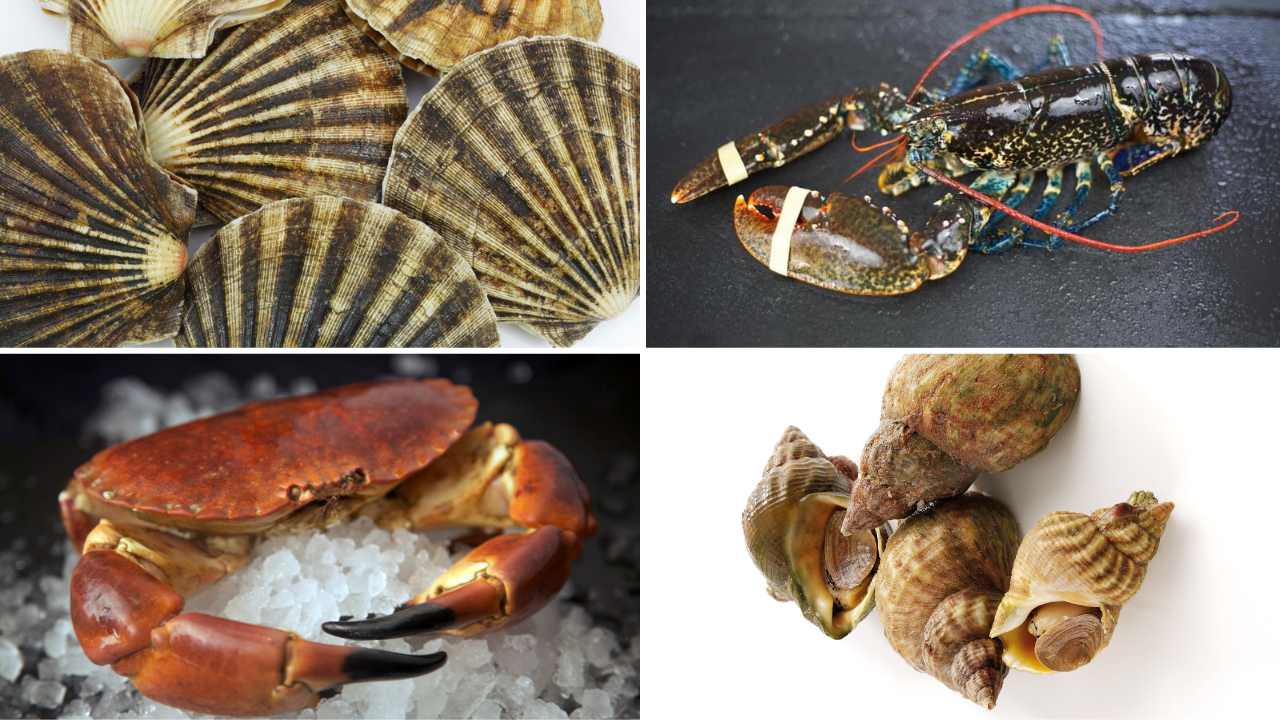 Collage showing scallops shells, lobster on slate, crab on ice and pile of whelks