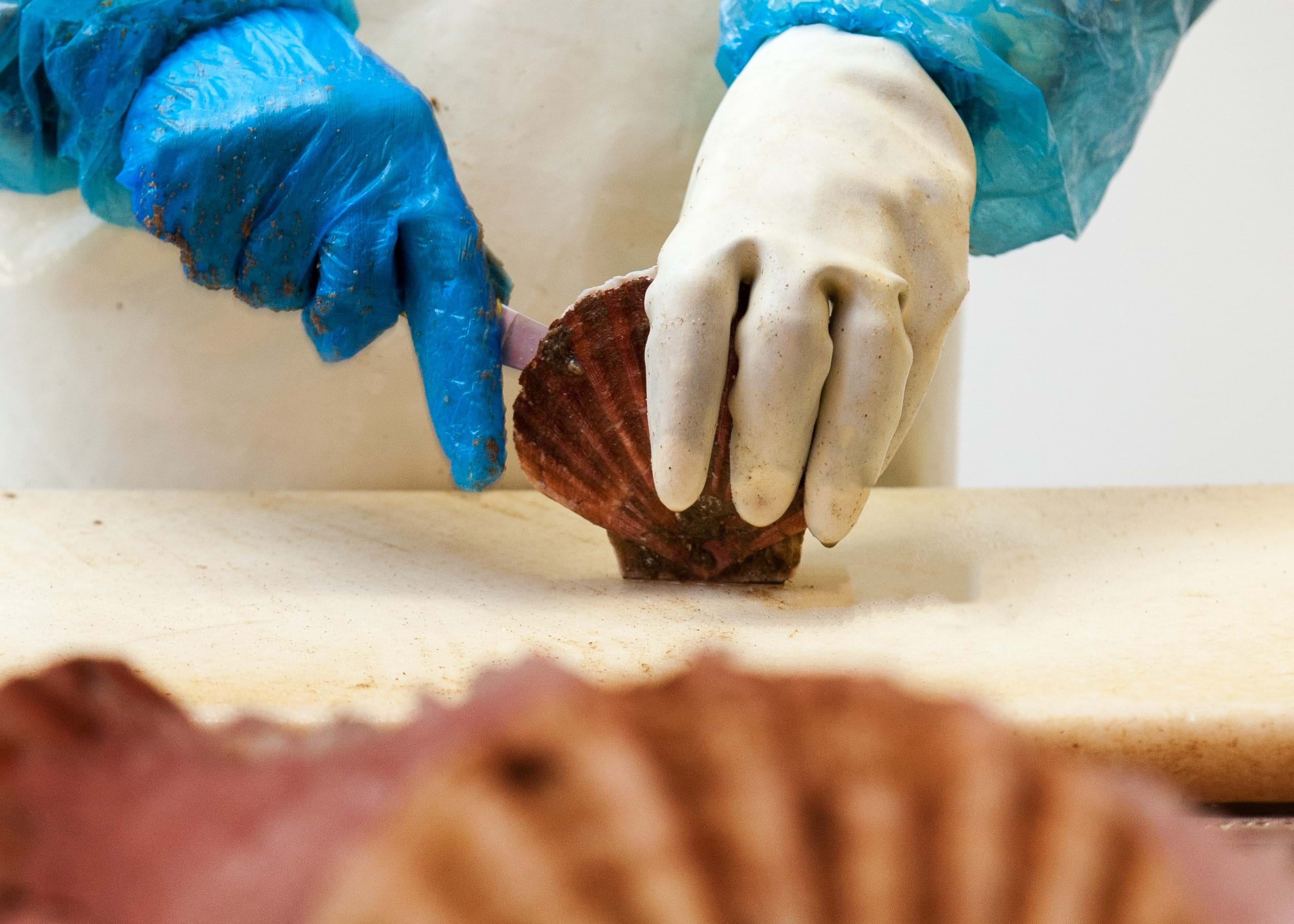 Photo features a pair of hands cutting a scallop shell with a knife.