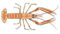 A hand drawing of Nephrops