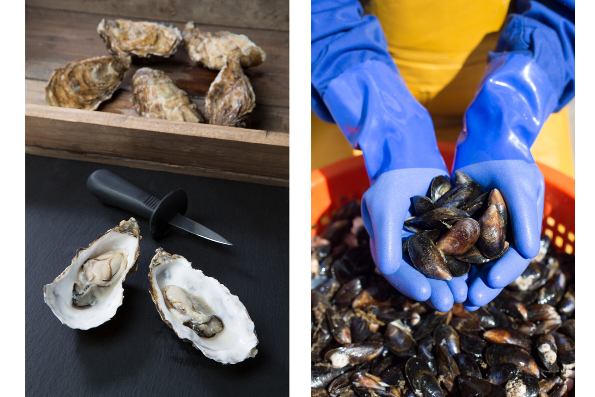 An open oyster and mussels held in gloved hands