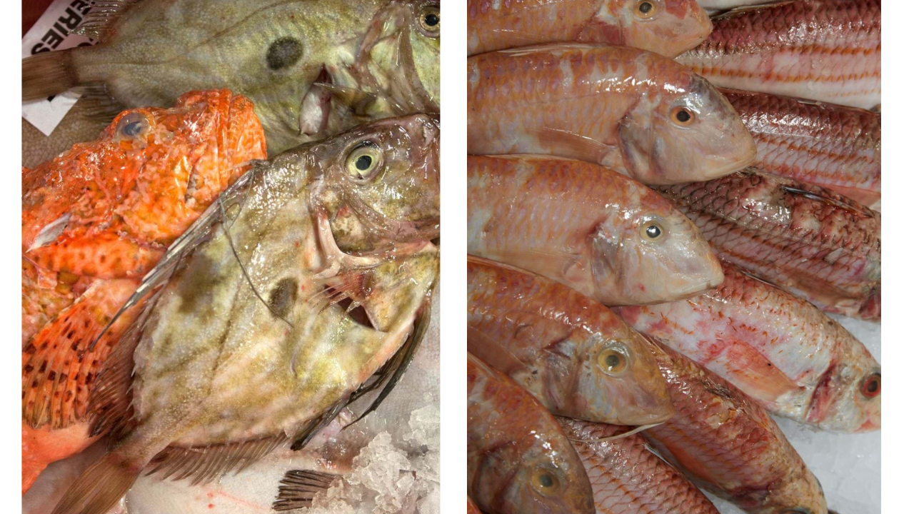 photos of john dory and red mullet
