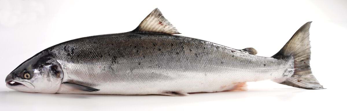 an atlantic salmon