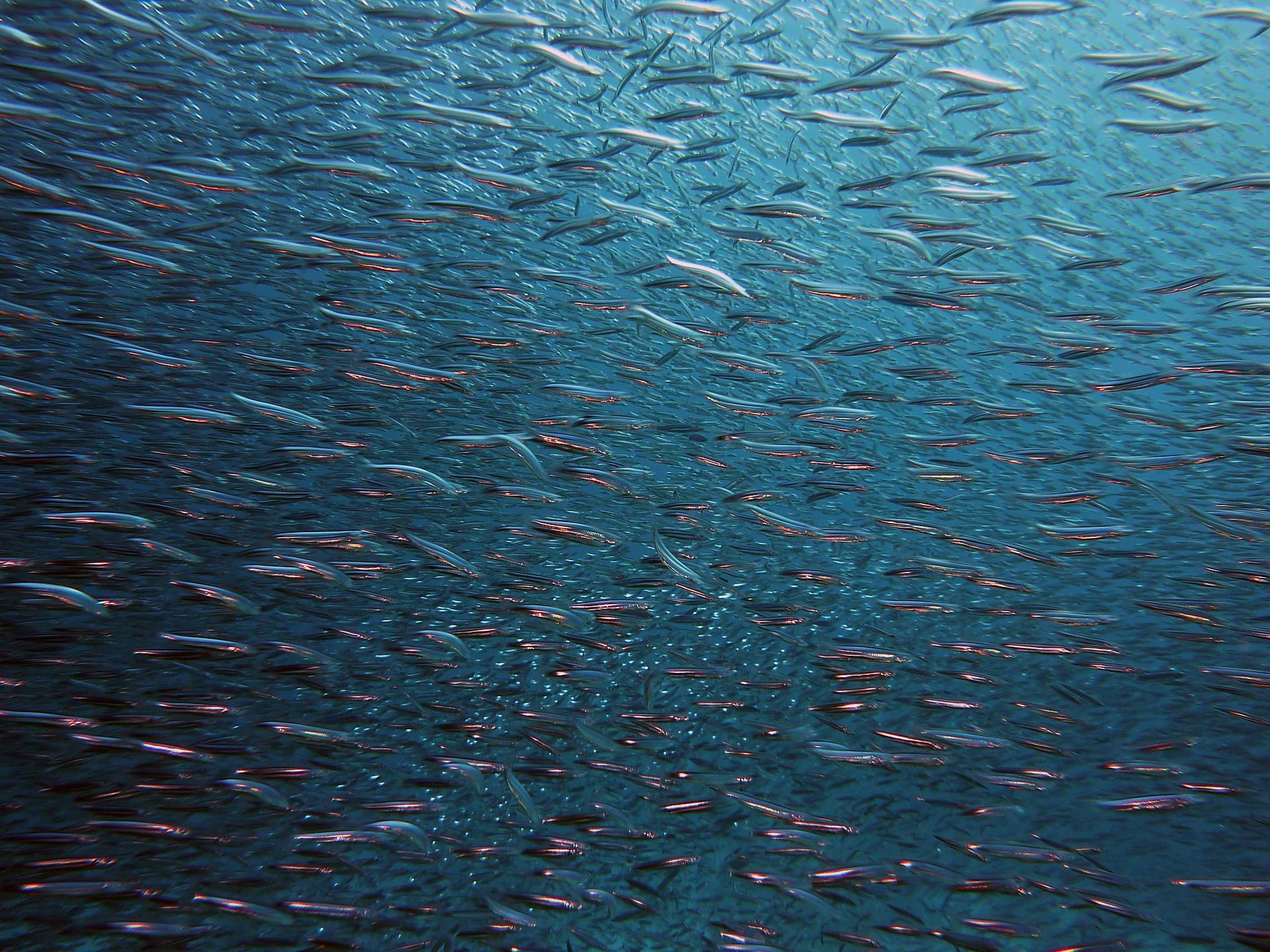 Photo of a shoal of fish underwater