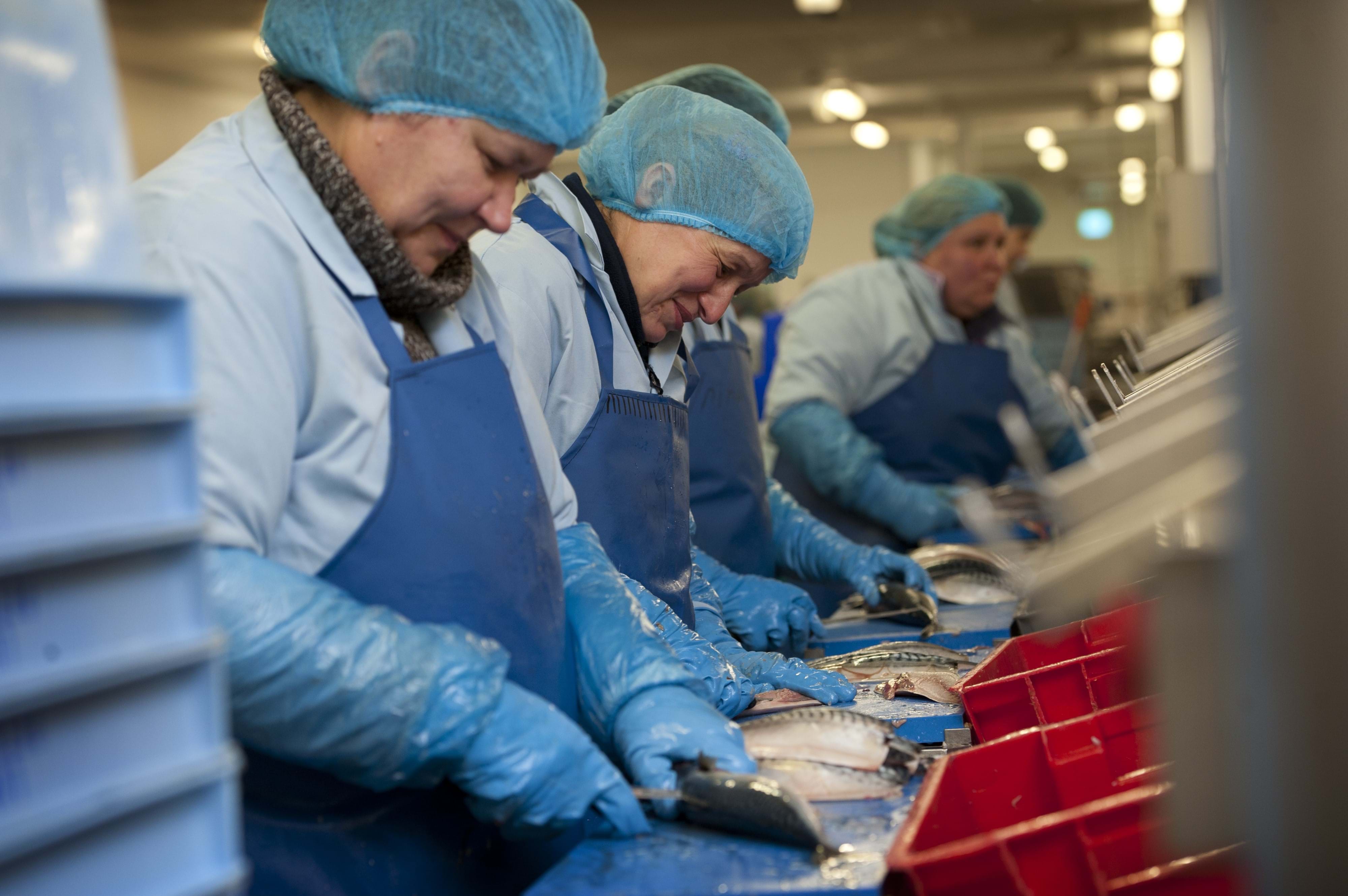 Workers filleting seafood