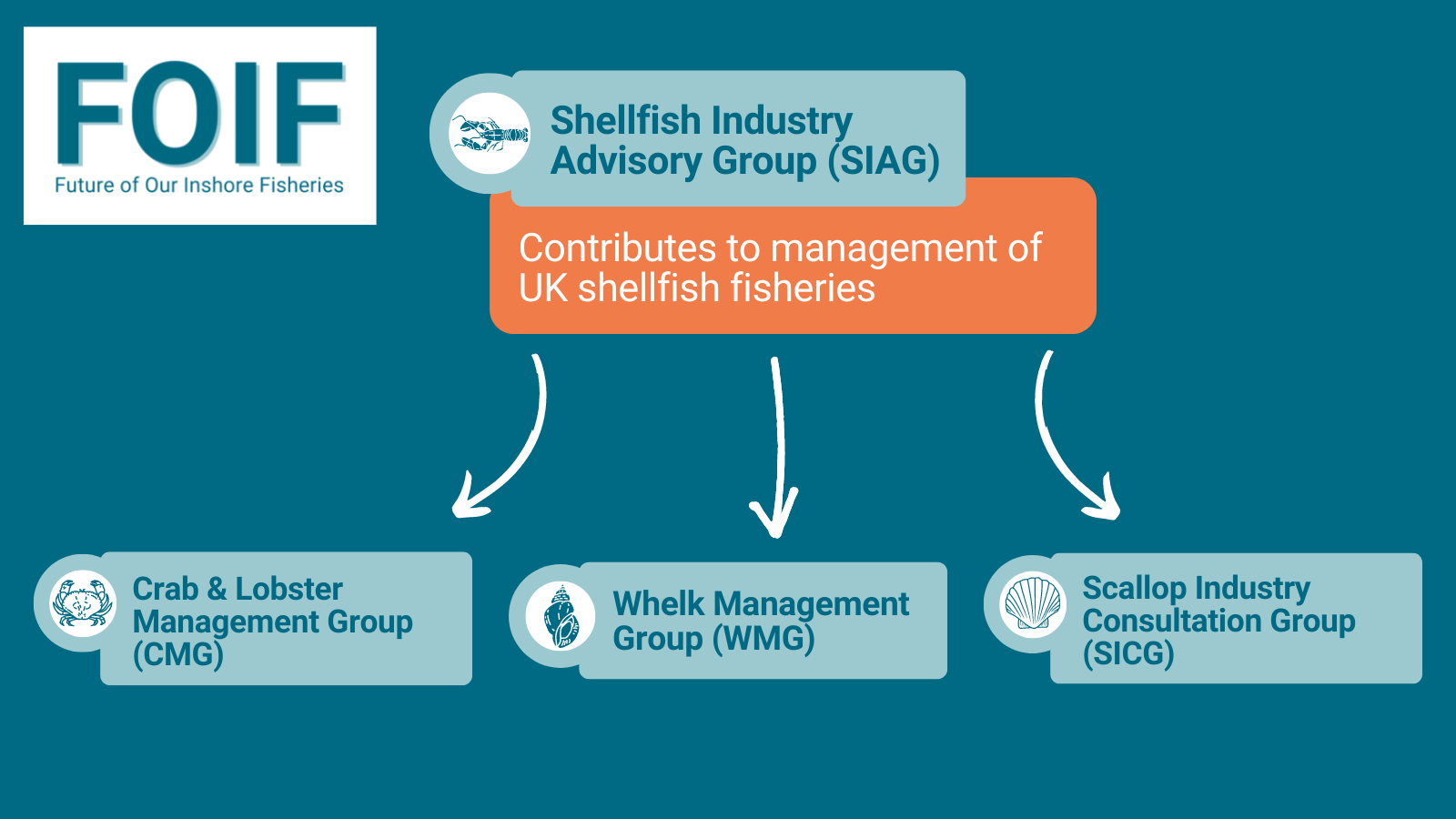 Infographic showing how the SIAG contributes to management on UK shellfish fisheries via links with the CMG, WMG and SIGC