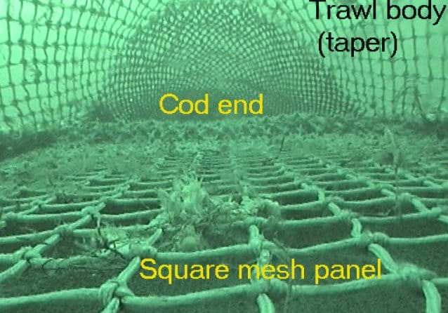 A panel of larger diamond mesh netting fitted into the lower panel of a trawl