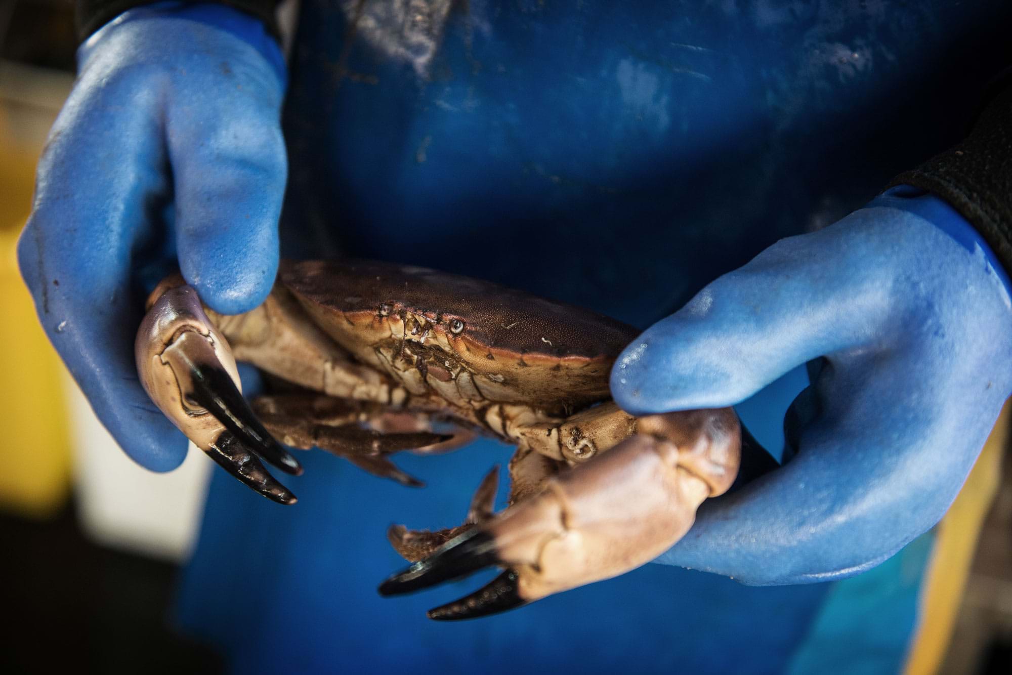 Photo of crab being held by person wearing gloves