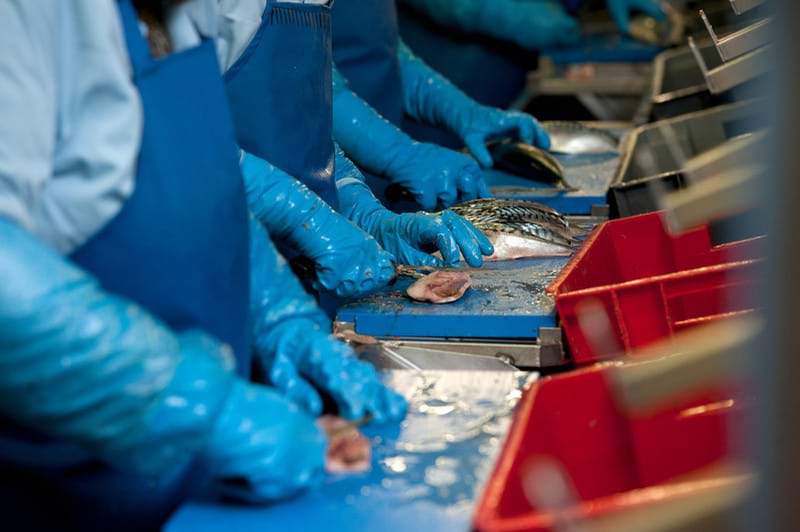 Mackerel being processed in factory