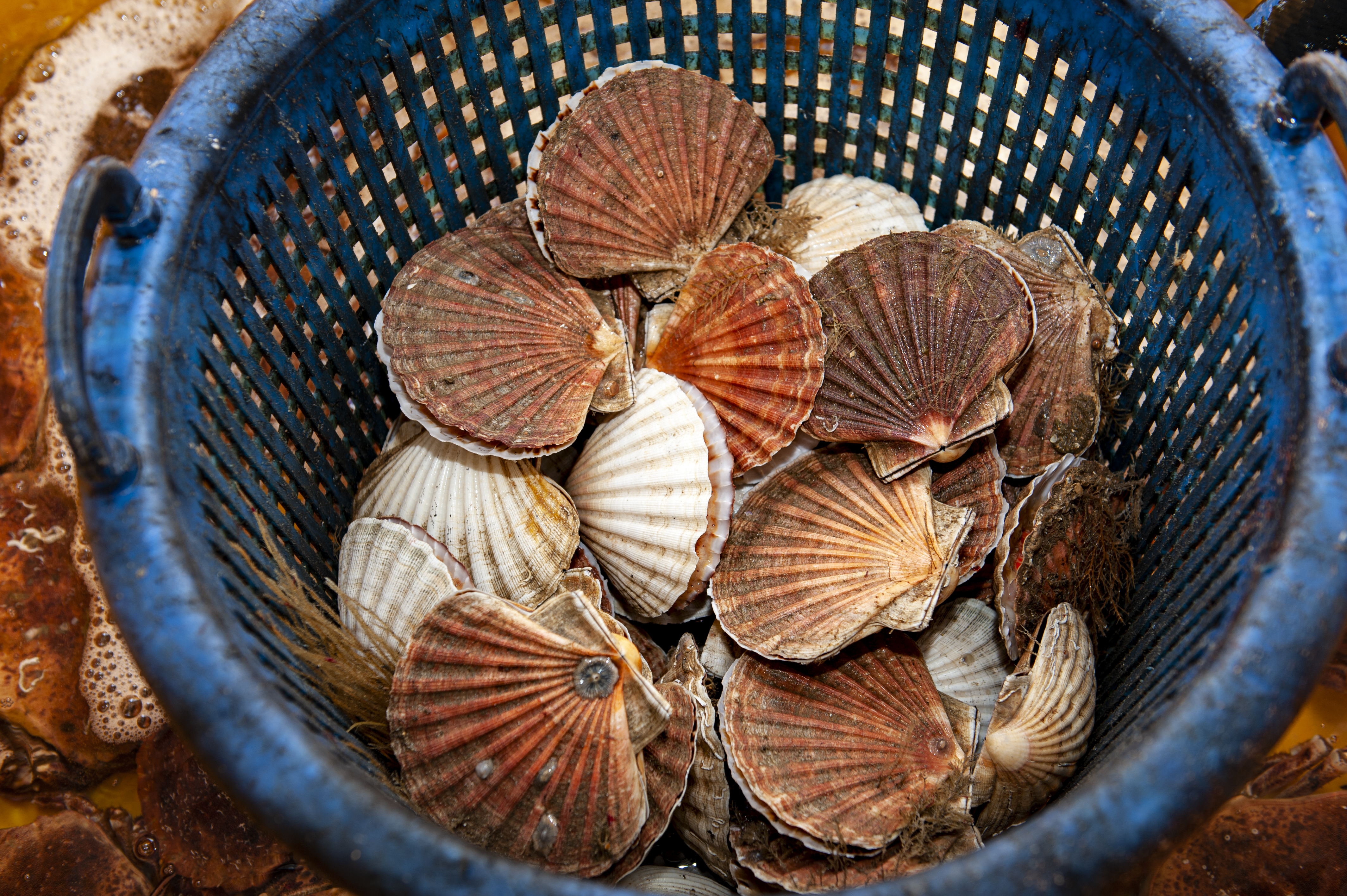 Caught king scallops in a blue basket