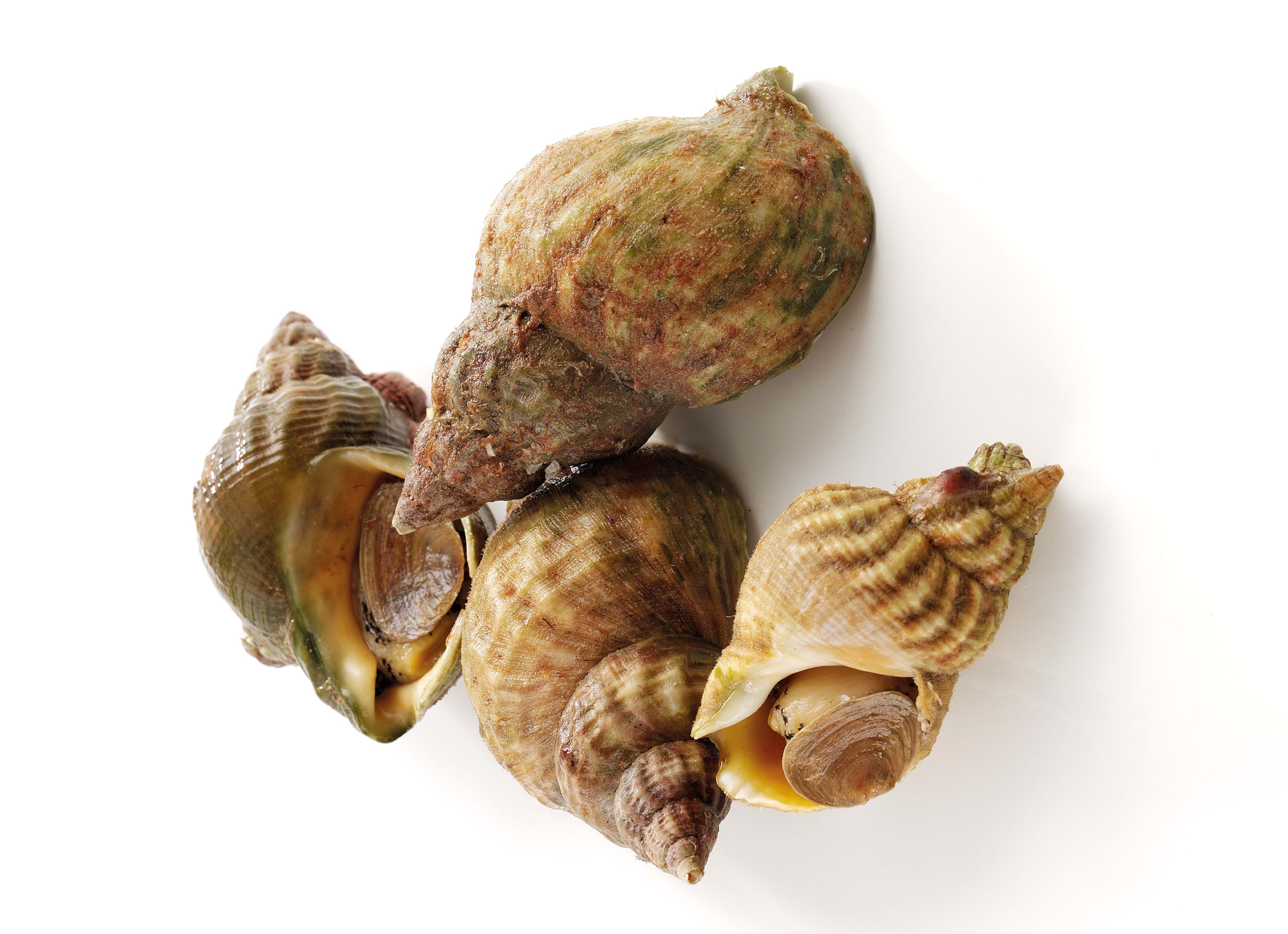 Photo of a small group of whelks