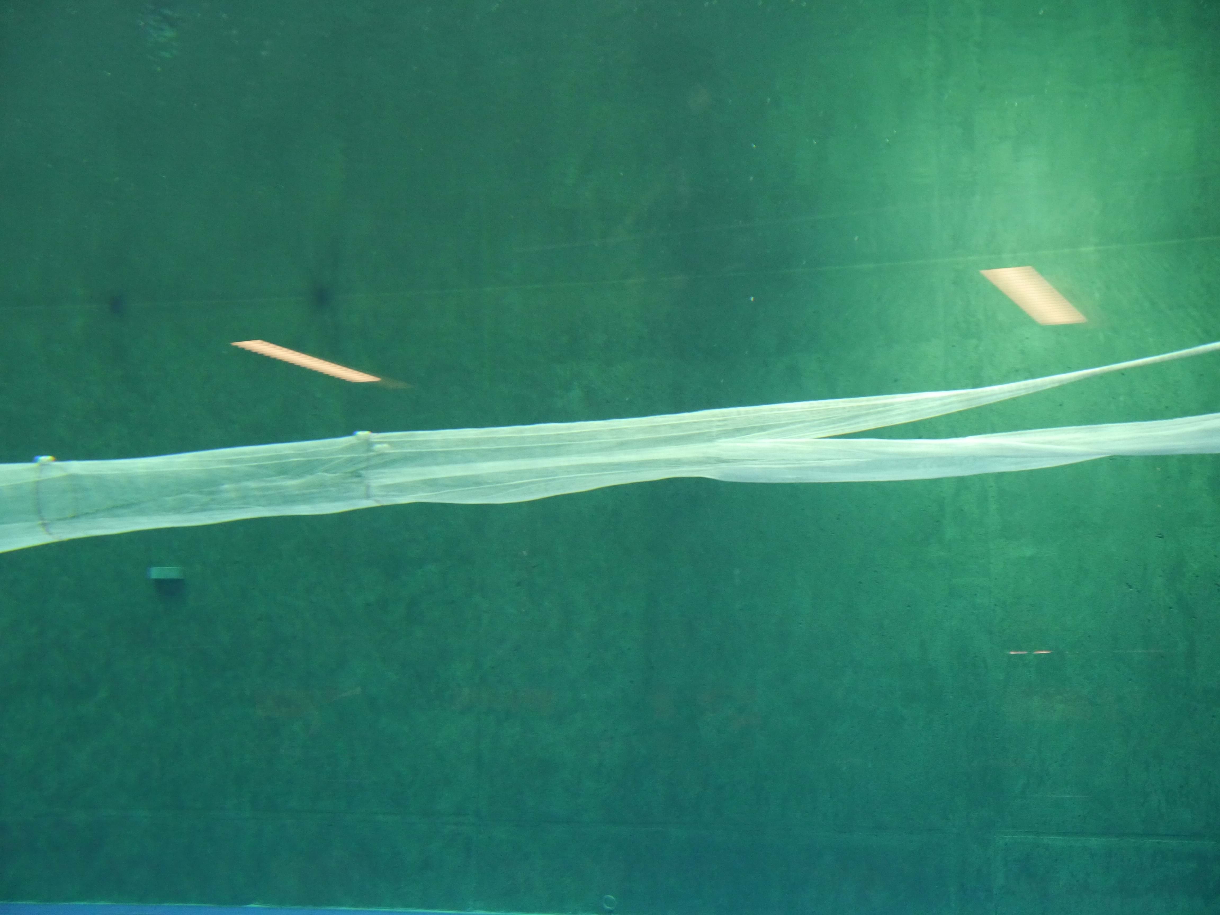 Amity Net Grid in a flume tank, showing two cod-ends