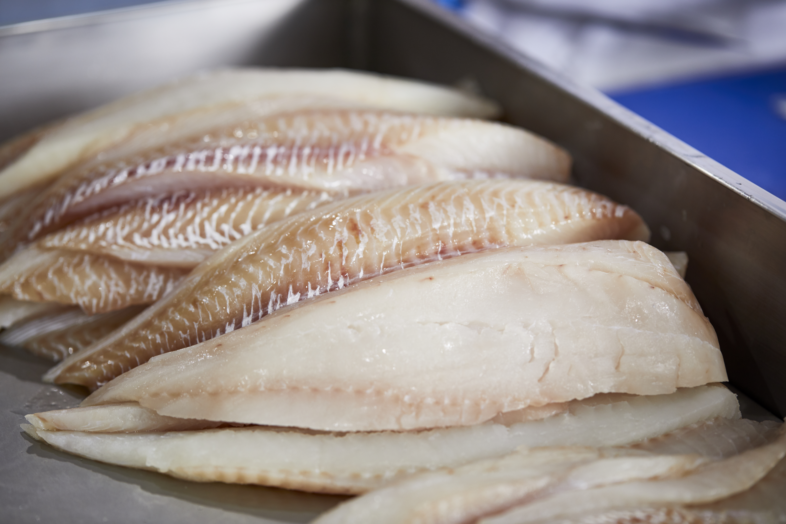 A tray full of whitefish fillets