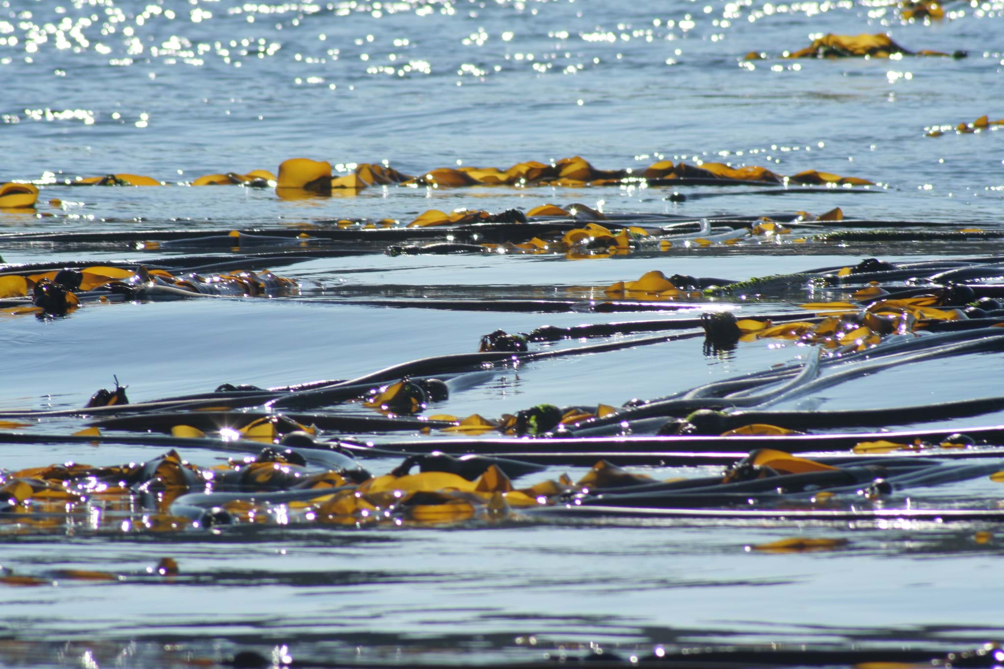 Kelp floating at the sea shore