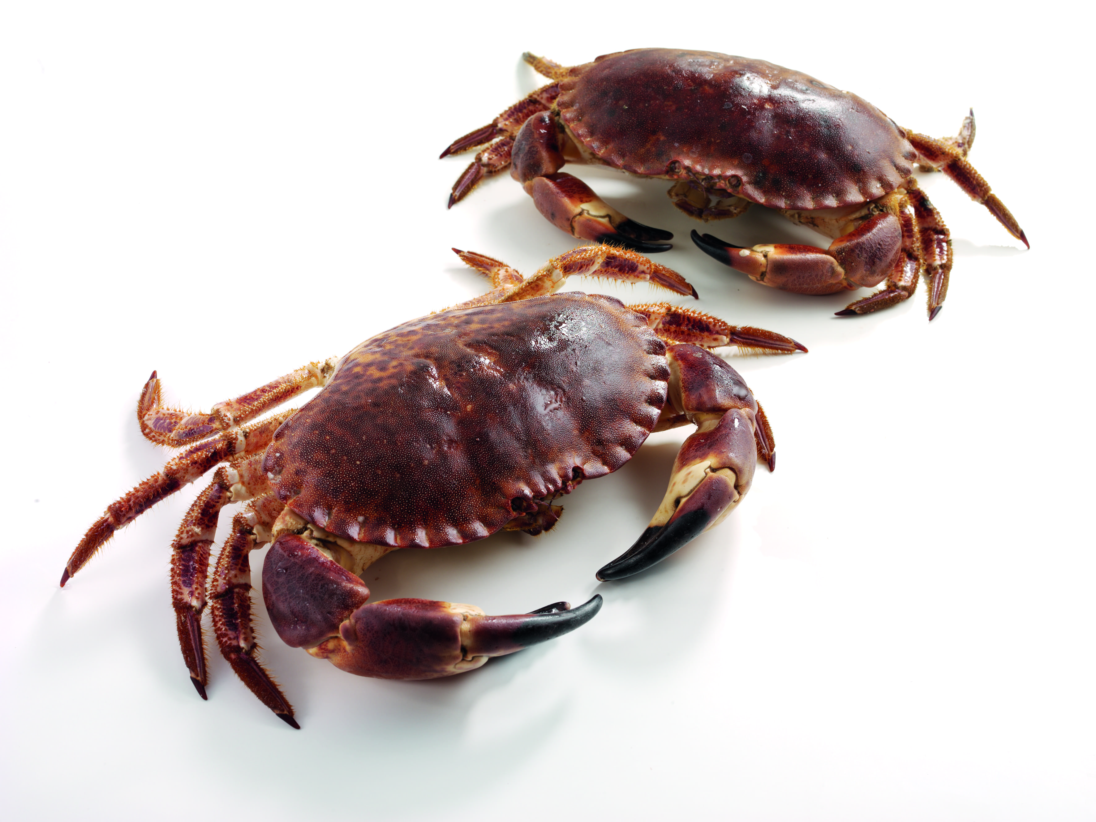Photo of two brown crabs