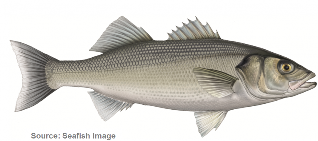European Sea Bass — Seafish