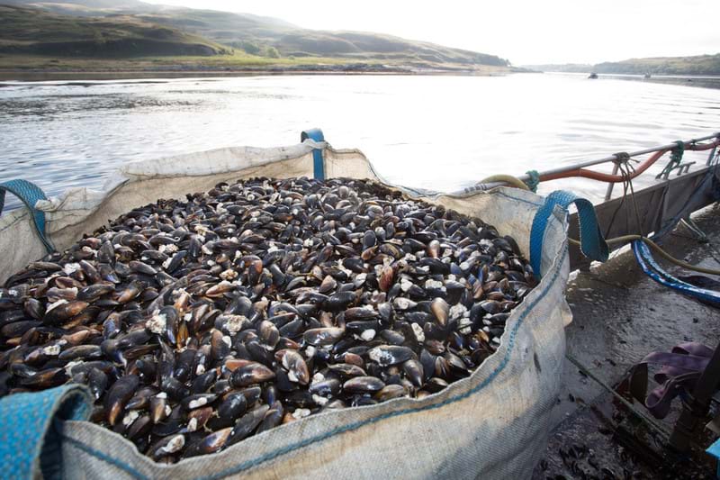 A bag of harvested mussels onboard a fishing vessel