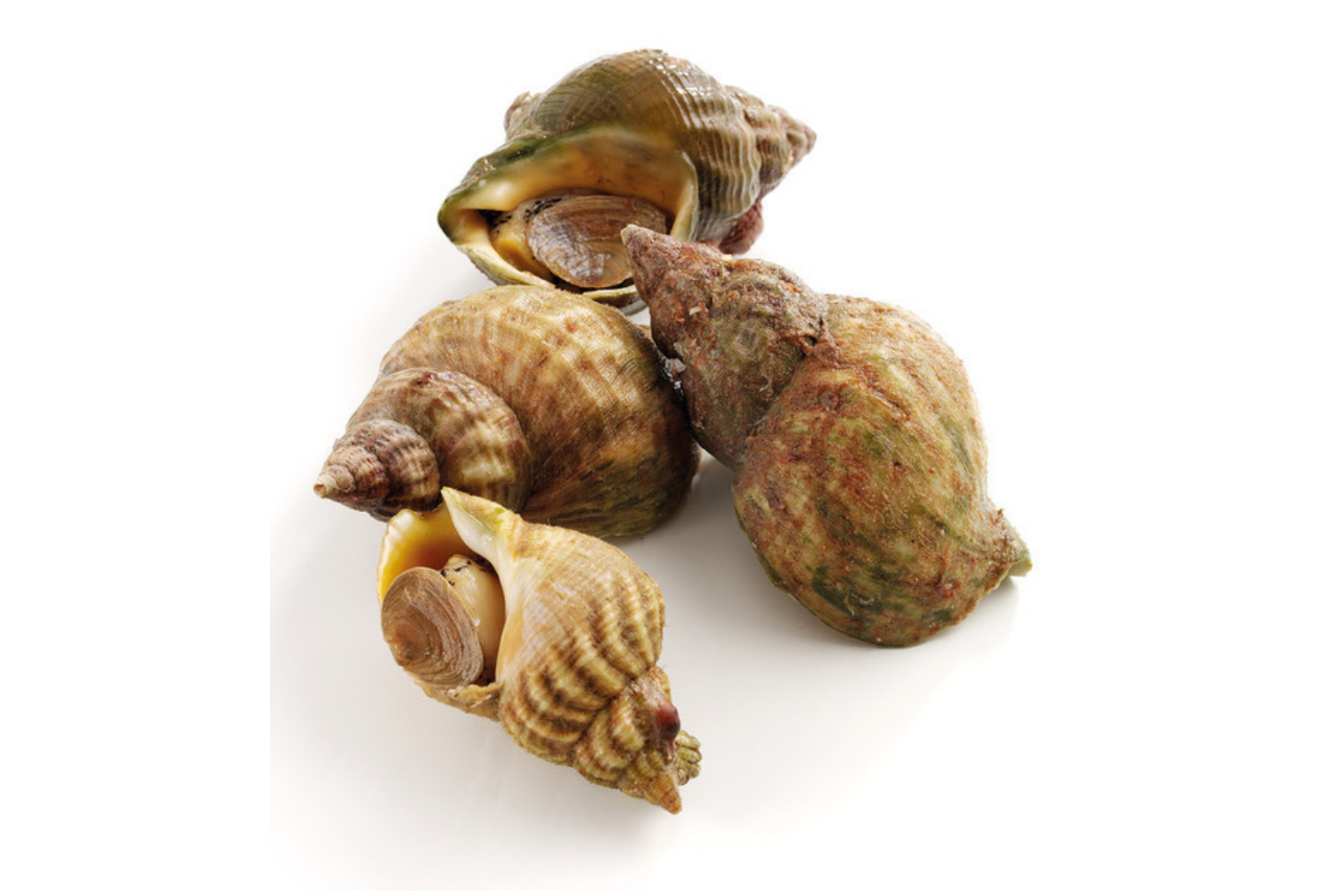 Photo of four whelks