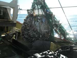 Square Mesh Cod-end being hauled onto vessel with catch