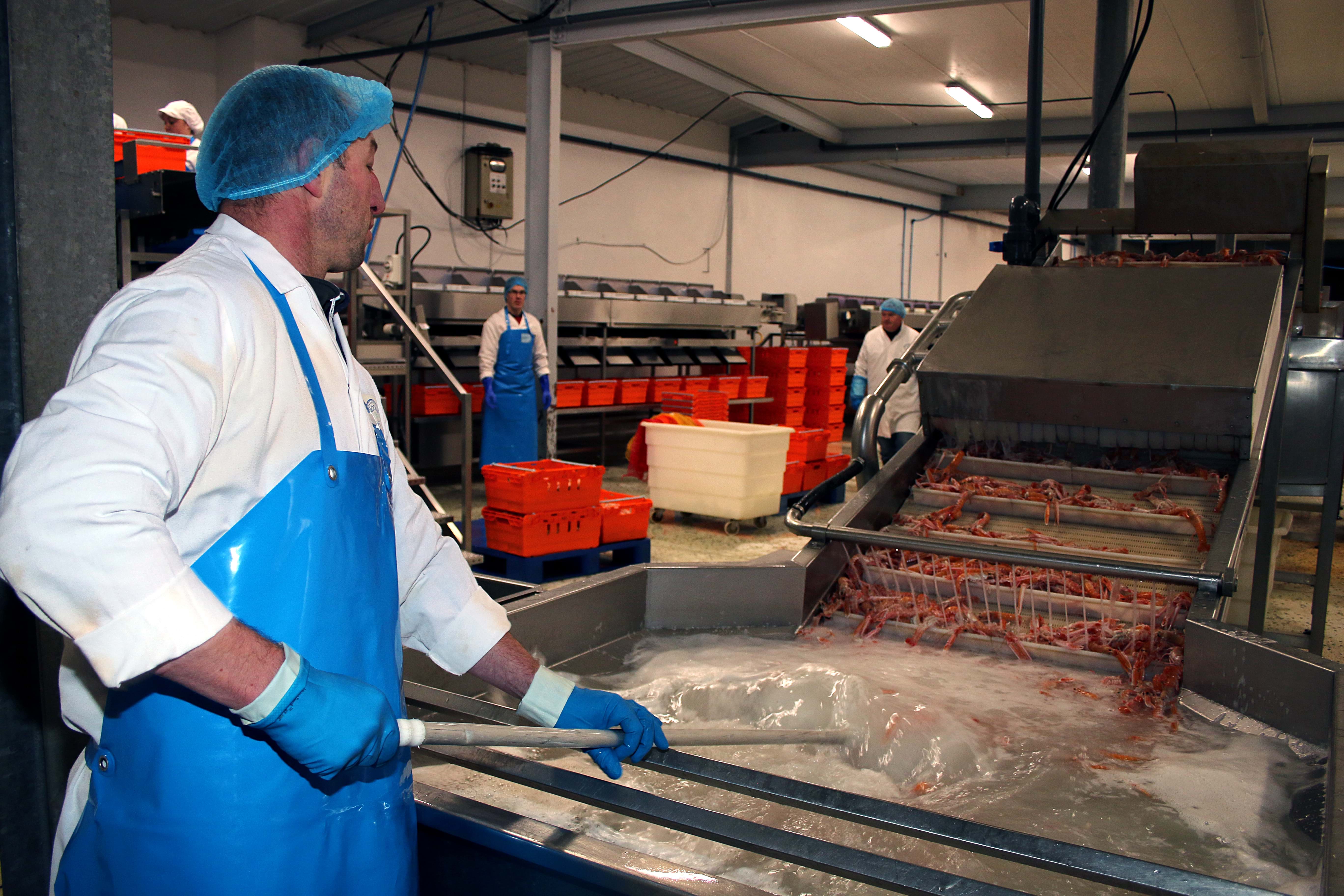 Photo of processing worker in seafood factory