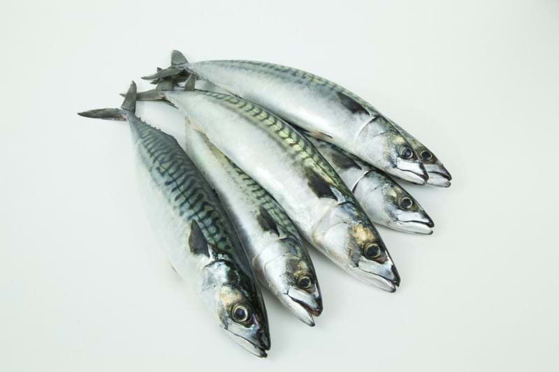 Photo of five mackerel