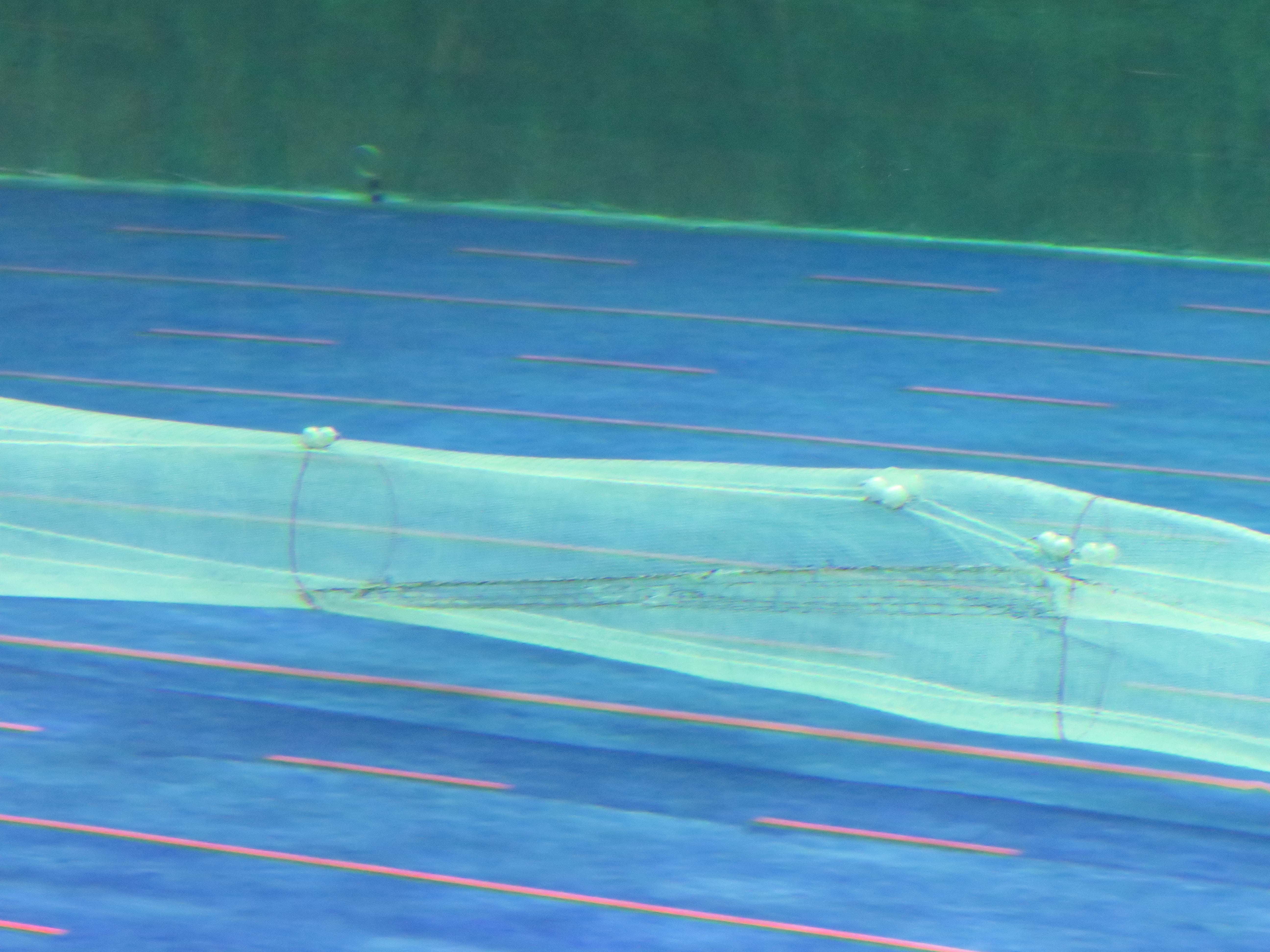 Photo of Amity Net Grid in a flume tank, showing two 8 inch floats on each selvedge as viewed from the top