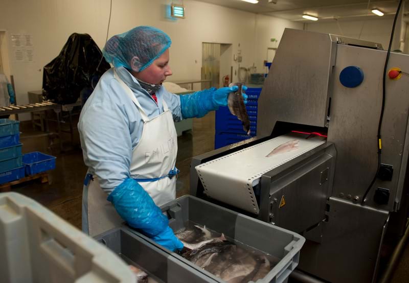 A woman in PPE is working at a seafood processing factory putting fish fillets on a conveyer belt.