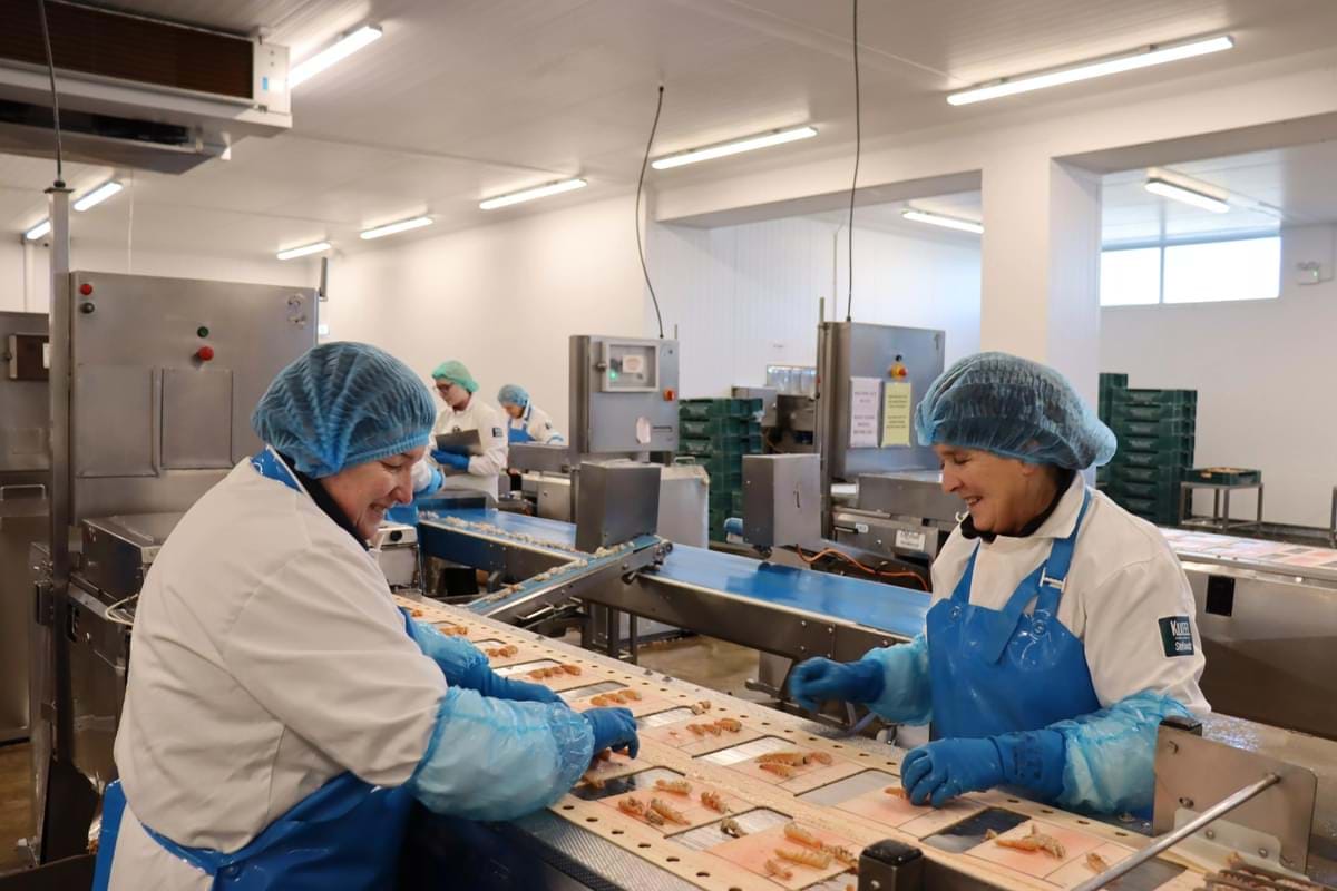 Two workers stand on a factory line examining fish products.