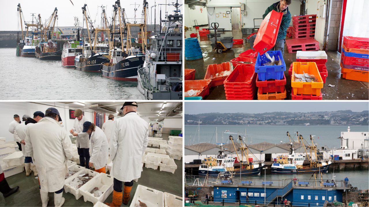 photos showing boats at harbour, fish being moved in boxes and people looking at fish in boxes in market