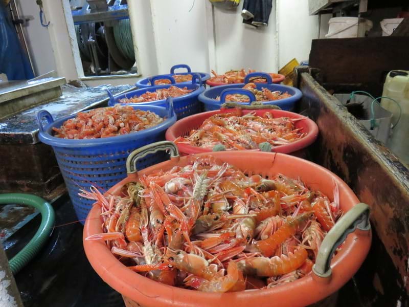 Photo of large buckets of nephrops (langoustines) ready for sorting.