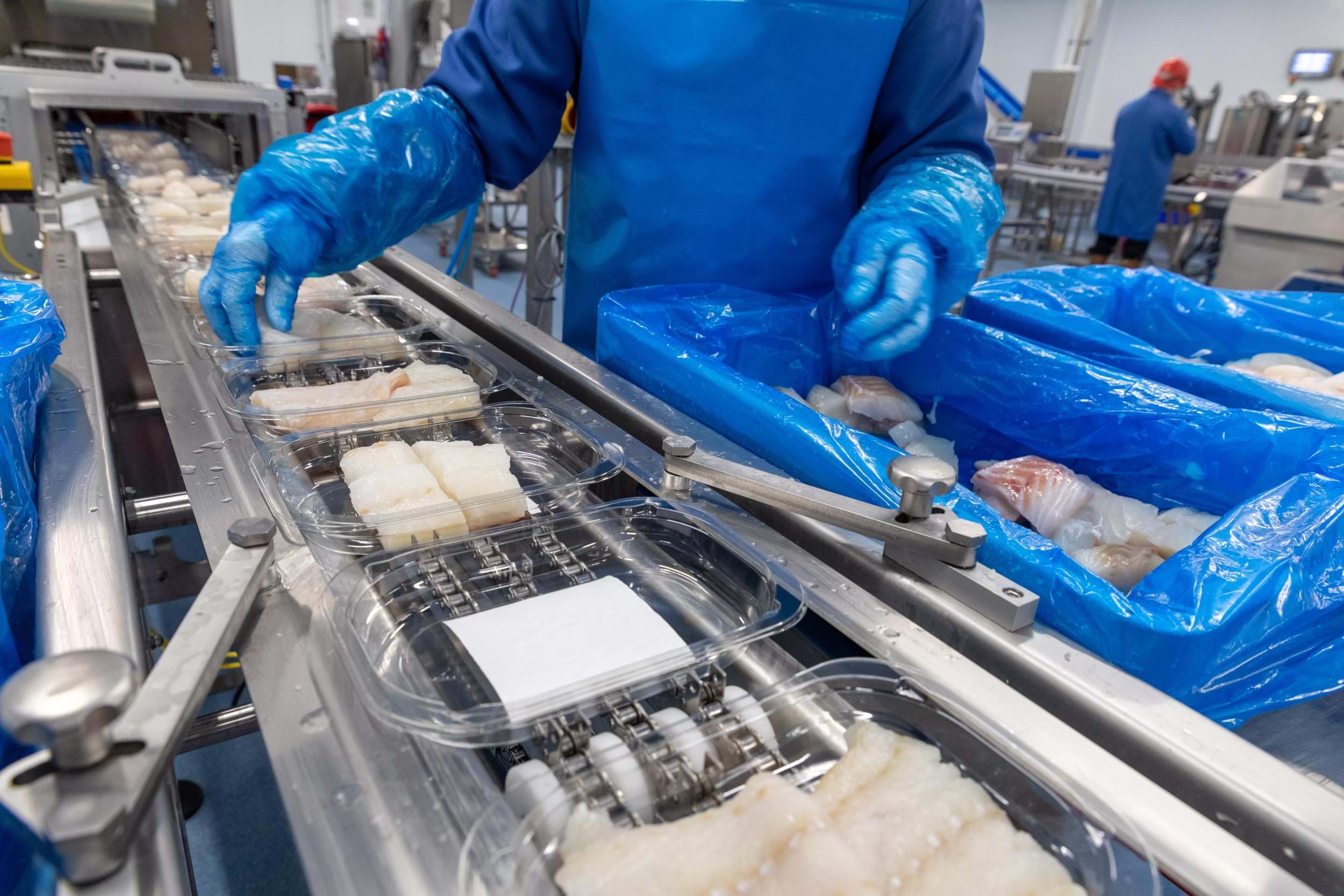 A fish processing worket places fish fillets into plastic containers on a production line.