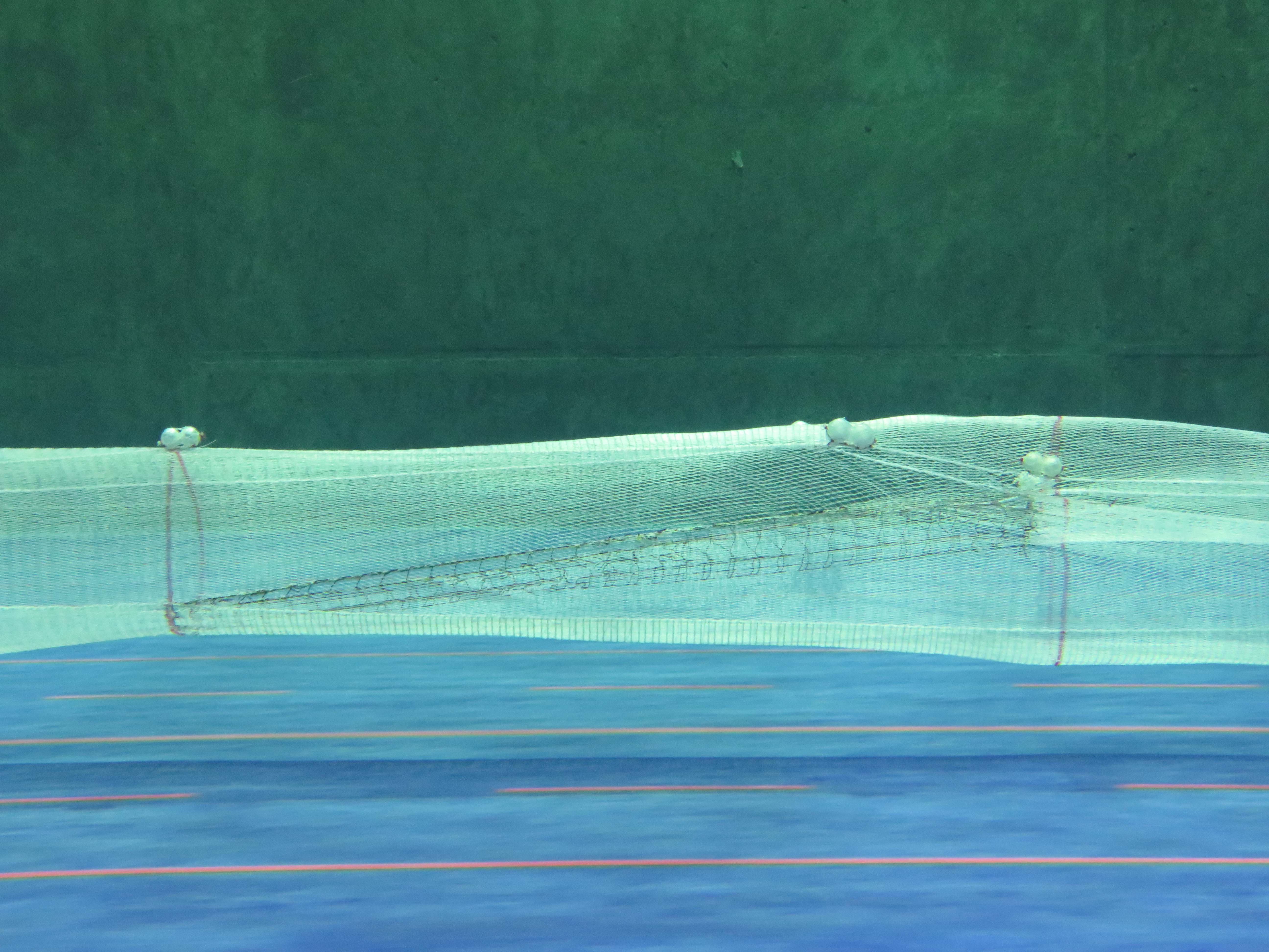 A side view of an Amity Net Grid in a flume tank, showing two 8 inch floats on each selvedge