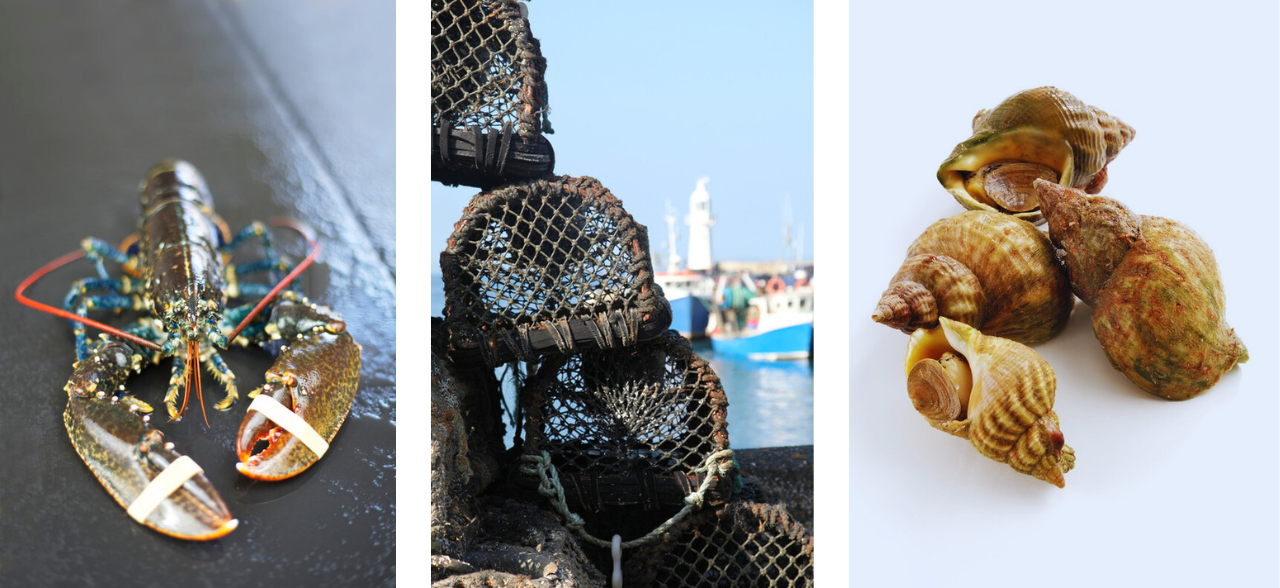 Photos of lobster on slate, creels on pier and pile of whelks