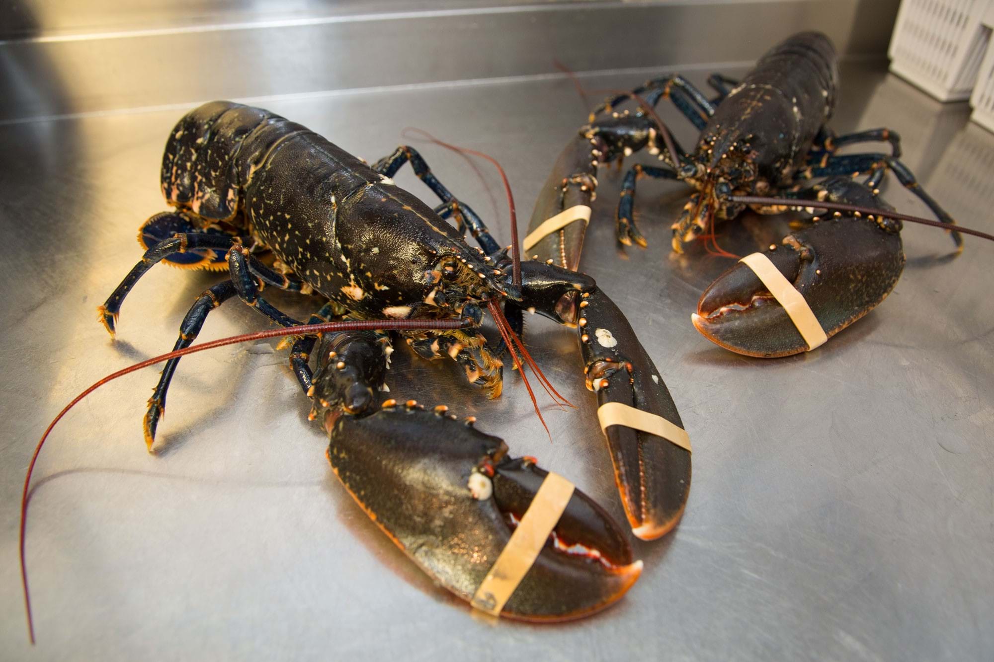 Photo of two lobsters on stainless steel counter with bands on their claws