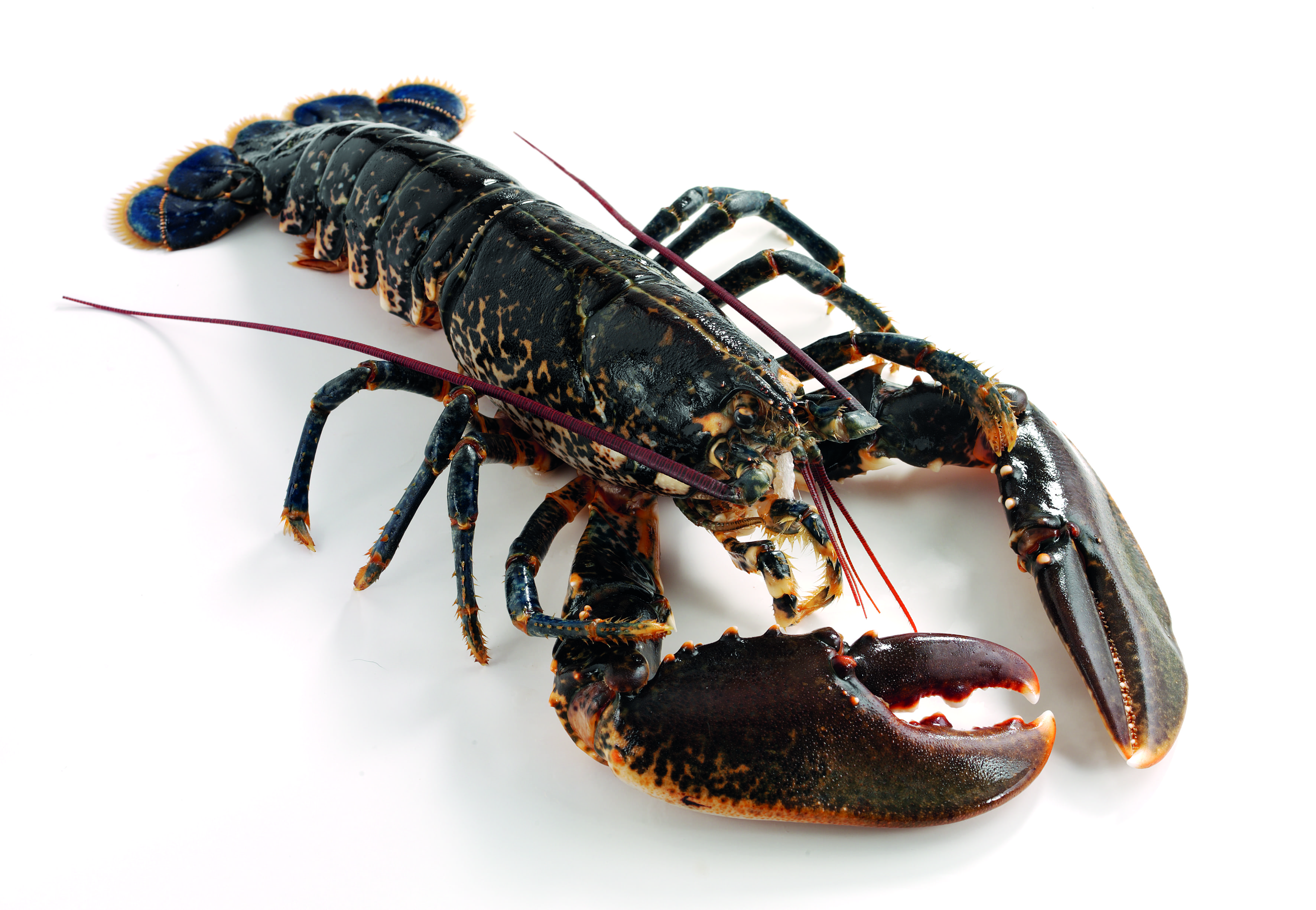 Photo of a lobster