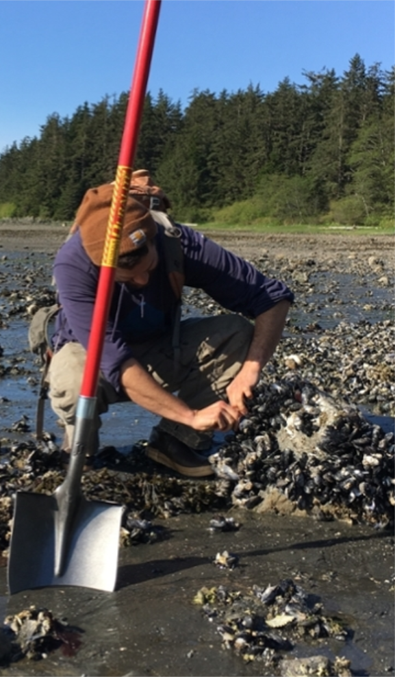 A person collecting shellfish samples