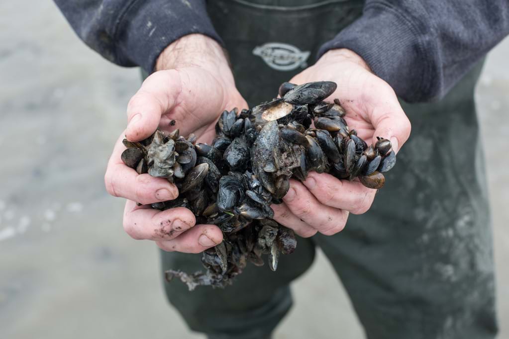 Fisherman holding a handful of mussels