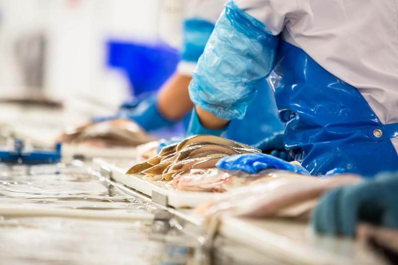 Processing fish fillets on a production line